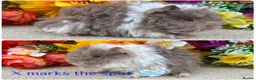 Guinea Pig rodents for sale: Pedigree Lunkarya/Blue/ Dalmation Guinea pigs  - Advert 12