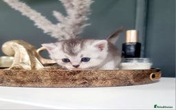 British Shorthair cats for sale: Blue eyed Silver tabby shaded BSH x Russian blue  - Image 24