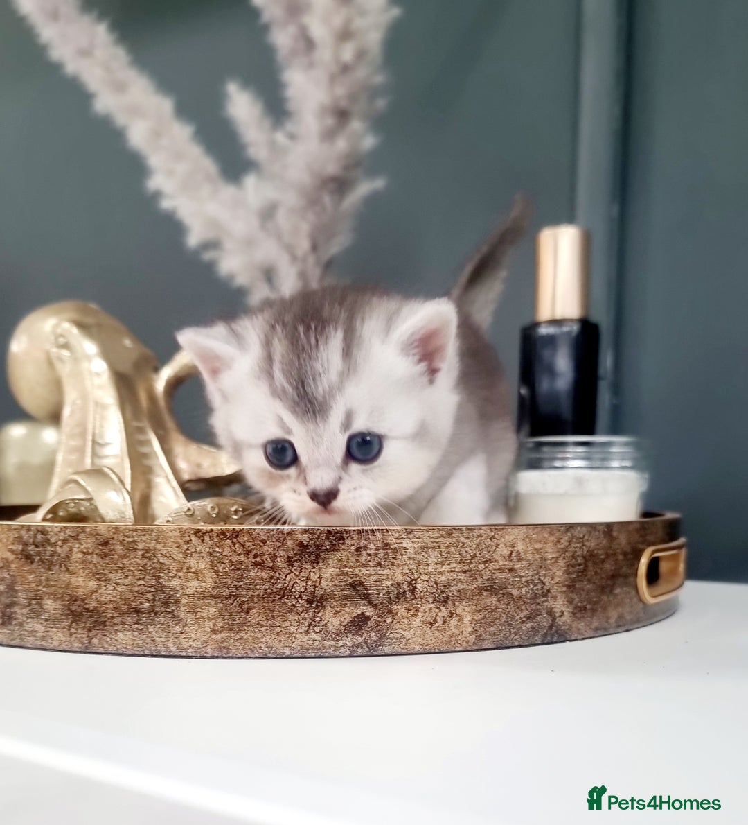 British Shorthair cats for sale: Blue eyed Silver tabby shaded BSH x Russian blue  - Image 24