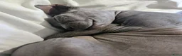 Sphynx cats for sale: Female Sphynx looking for loving home in Tonbridge - Advert 7