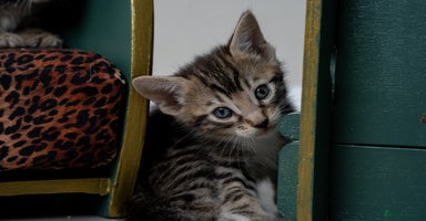 Bengal cats - Advert 12