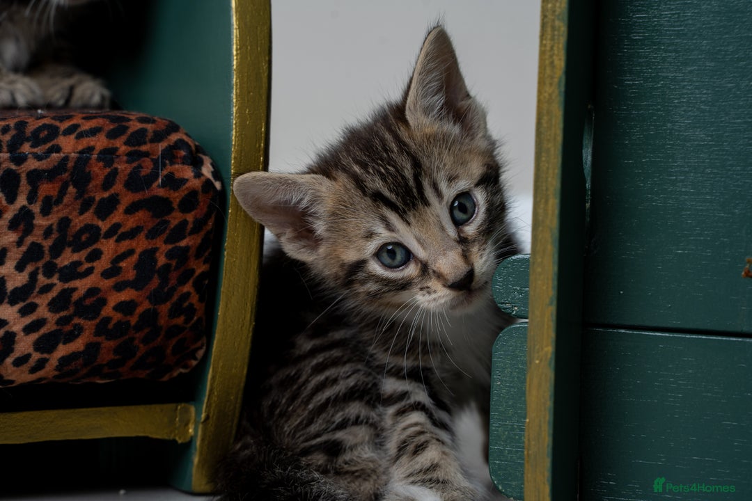 Bengal cats for sale: Gorgeous kittens, Wild-Patterned, Stunning Looks - Image 3
