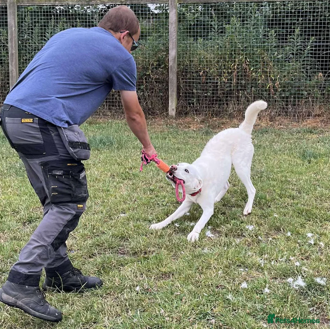 Mixed Breed dogs for adoption: DOUGIE - Like a Large Labrador - Advert 13