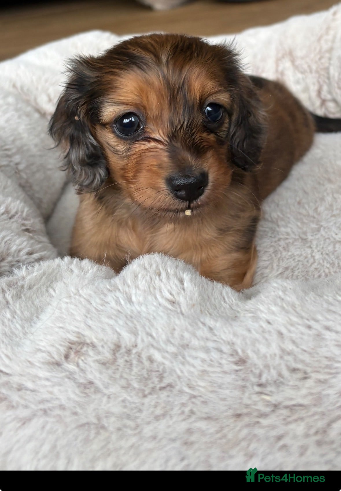 Miniature Dachshund dogs Beautiful miniature long hair dachshund  - Advert 15