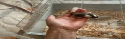 Mouse rodents for sale: Pied dormice ; grass striped mice  - Advert 7