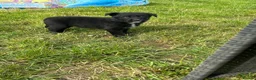 Borador dogs for sale: 8 Labrador pups ready for new home. - Advert 9