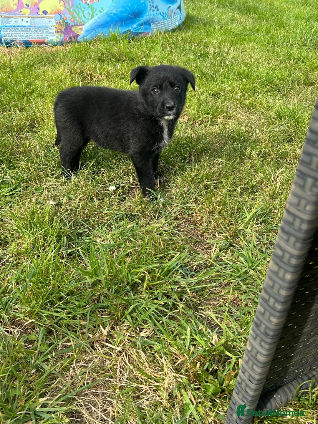 Borador dogs for sale: 8 Labrador pups ready for new home. - Advert 9