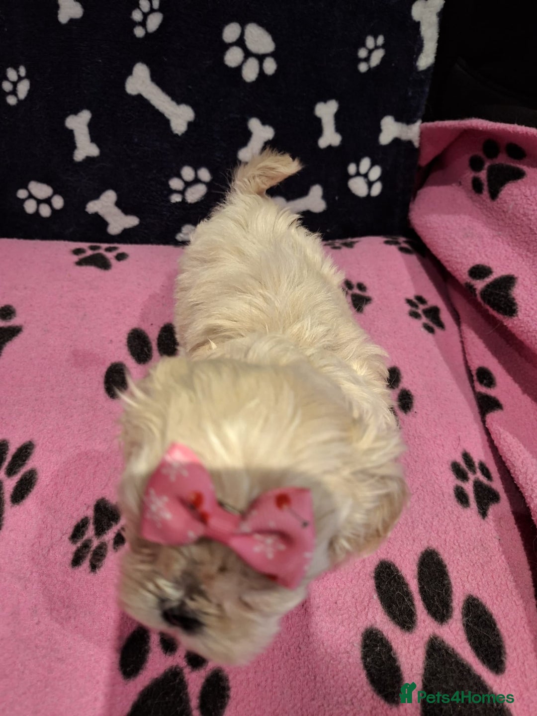 Shih Tzu dogs for sale: Shih tzu puppies ready to reserve - Advert 4