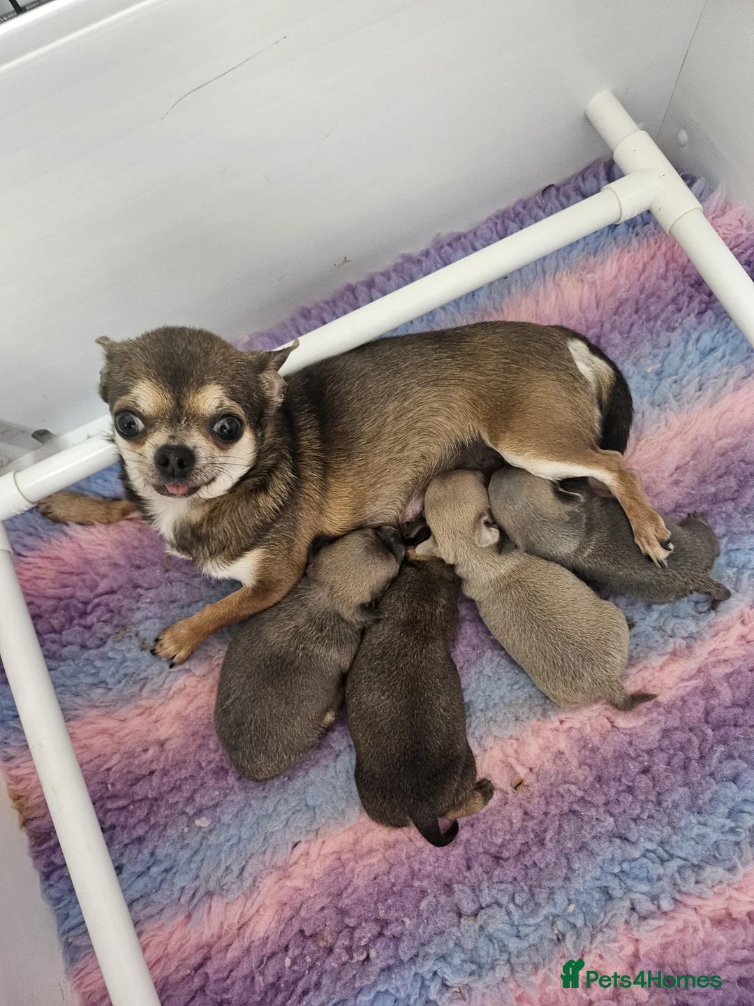 Chihuahua dogs for sale: SmoothCoat Chihuahua  - Advert 5