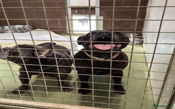 Staffordshire Bull Terrier dogs for adoption: BIMBO – Loves everyone, wants someone to love her! - Image 3