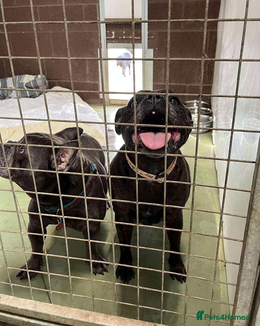 Staffordshire Bull Terrier dogs for adoption: BIMBO – Loves everyone, wants someone to love her! - Image 3