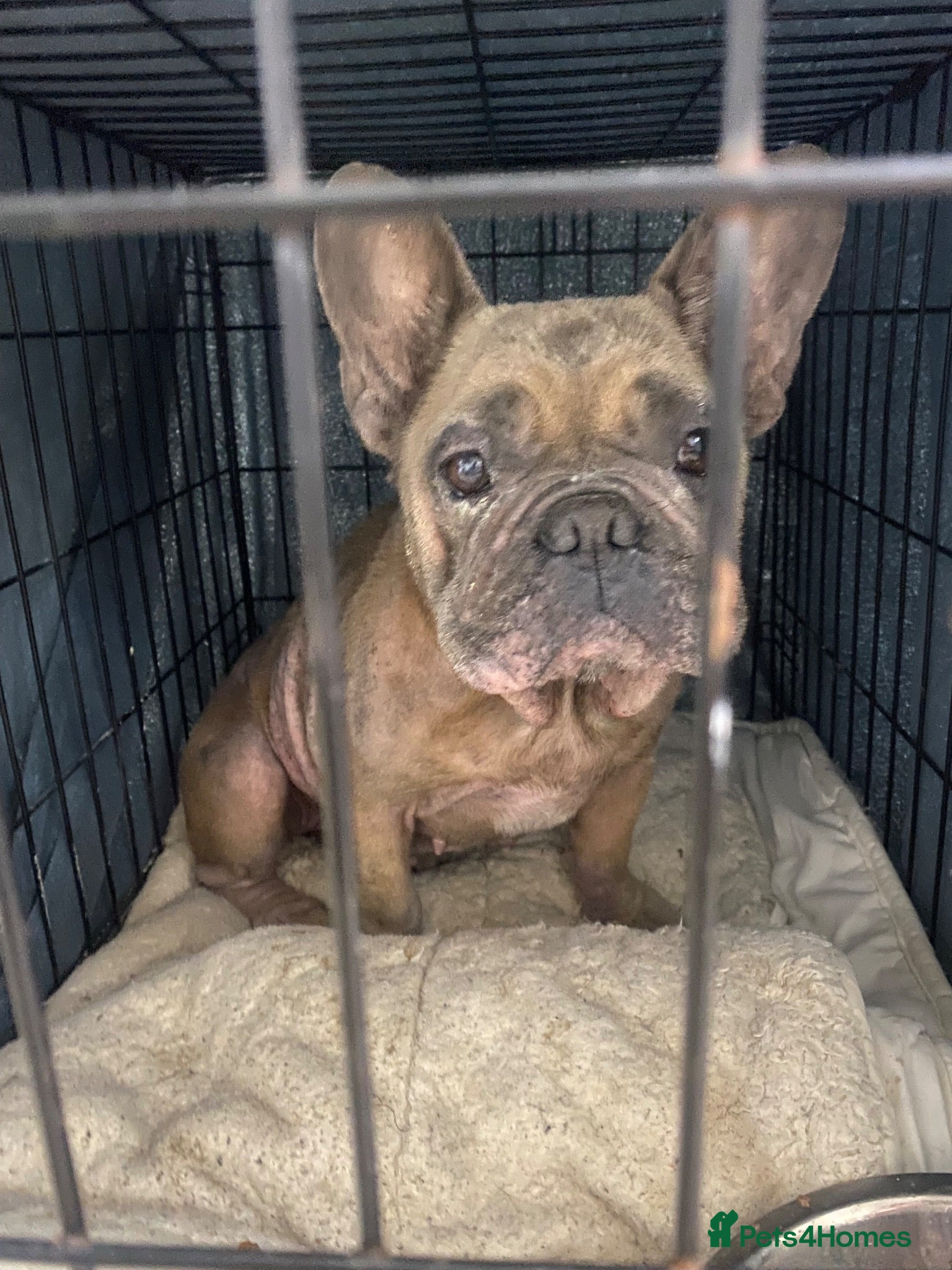 French Bulldog dogs 💔 COMPLETELY BROKEN; NEEDS A FOSTER TO ADOPT 💔 - Advert 1
