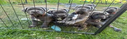 Cane Corso dogs for sale: Champion Bloodline Cane Corso Puppies - Advert 10