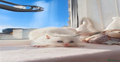 Ragdoll cats DNA Tested Charming Ragdoll Kittens - Advert 1