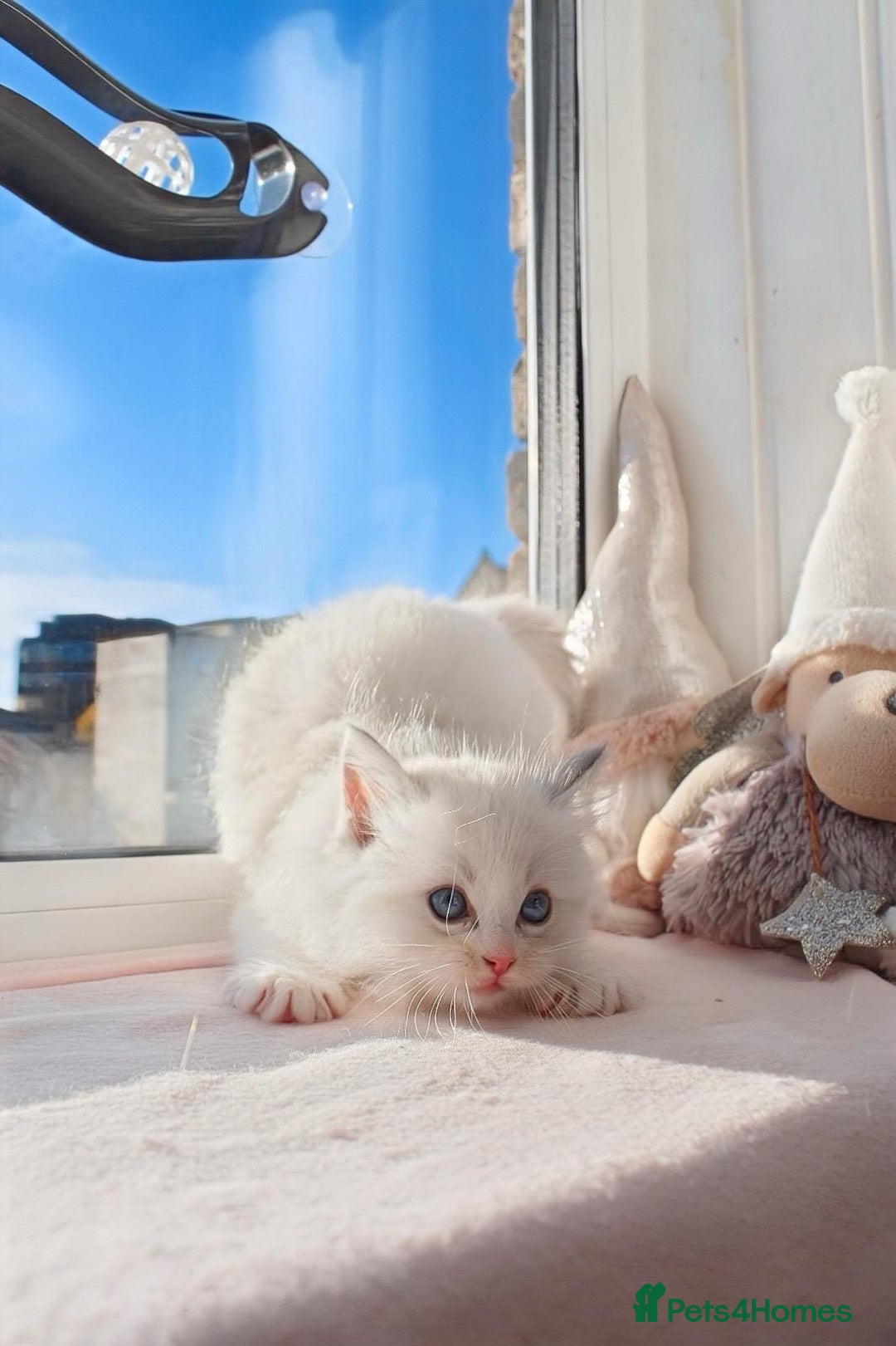 Ragdoll cats for sale: DNA Tested Charming Ragdoll Kittens - Advert 2