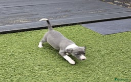 Whippet dogs for sale: Kc pedigree female whippet puppy  - Image 7