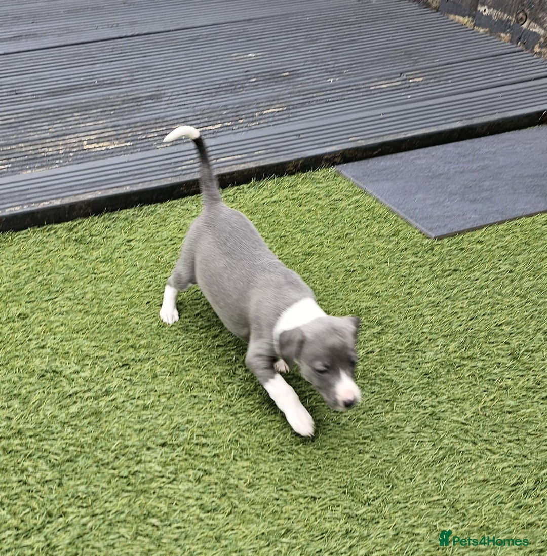Whippet dogs for sale: Kc pedigree female whippet puppy  - Image 7