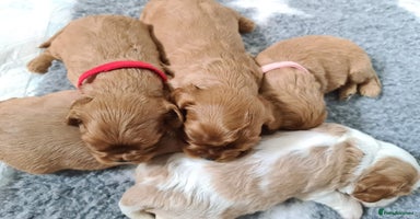 Cavalier King Charles Spaniel dogs - Advert 3