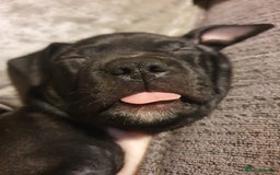 Staffordshire Bull Terrier dogs for sale: 2 boy pups Staffies - Image 2