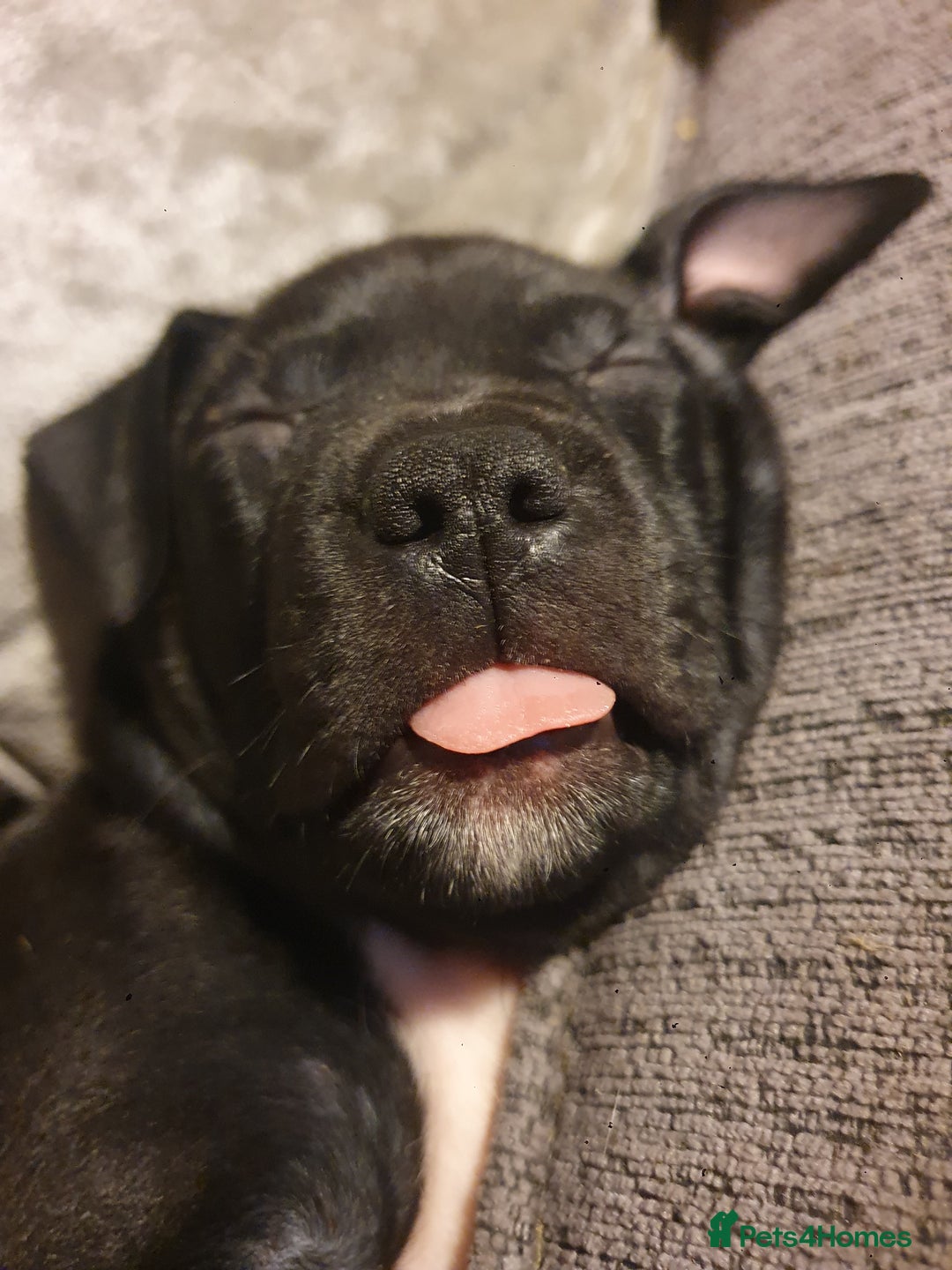 Staffordshire Bull Terrier dogs for sale: 2 boy pups Staffies - Image 2