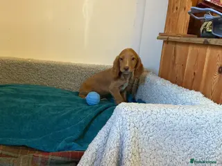 Cocker Spaniel dogs Cocker spaniel - Advert 1