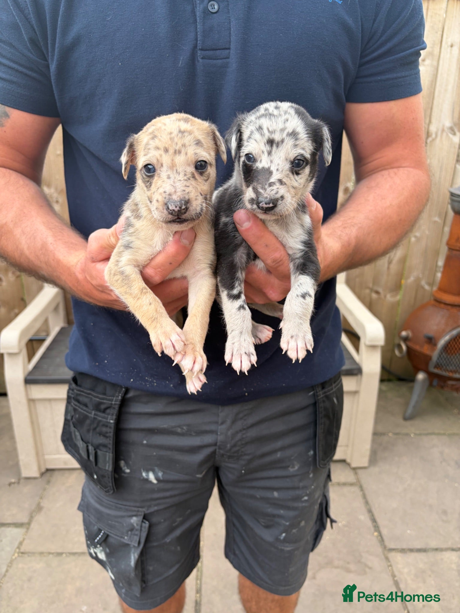 Lurcher dogs Genuine 3/4 whippet 1/4 collie pups for sale  - Advert 3
