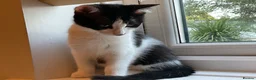 Domestic Shorthair cats for sale: 4 Beautiful Kittens Ready for their Forever Homes - Advert 6