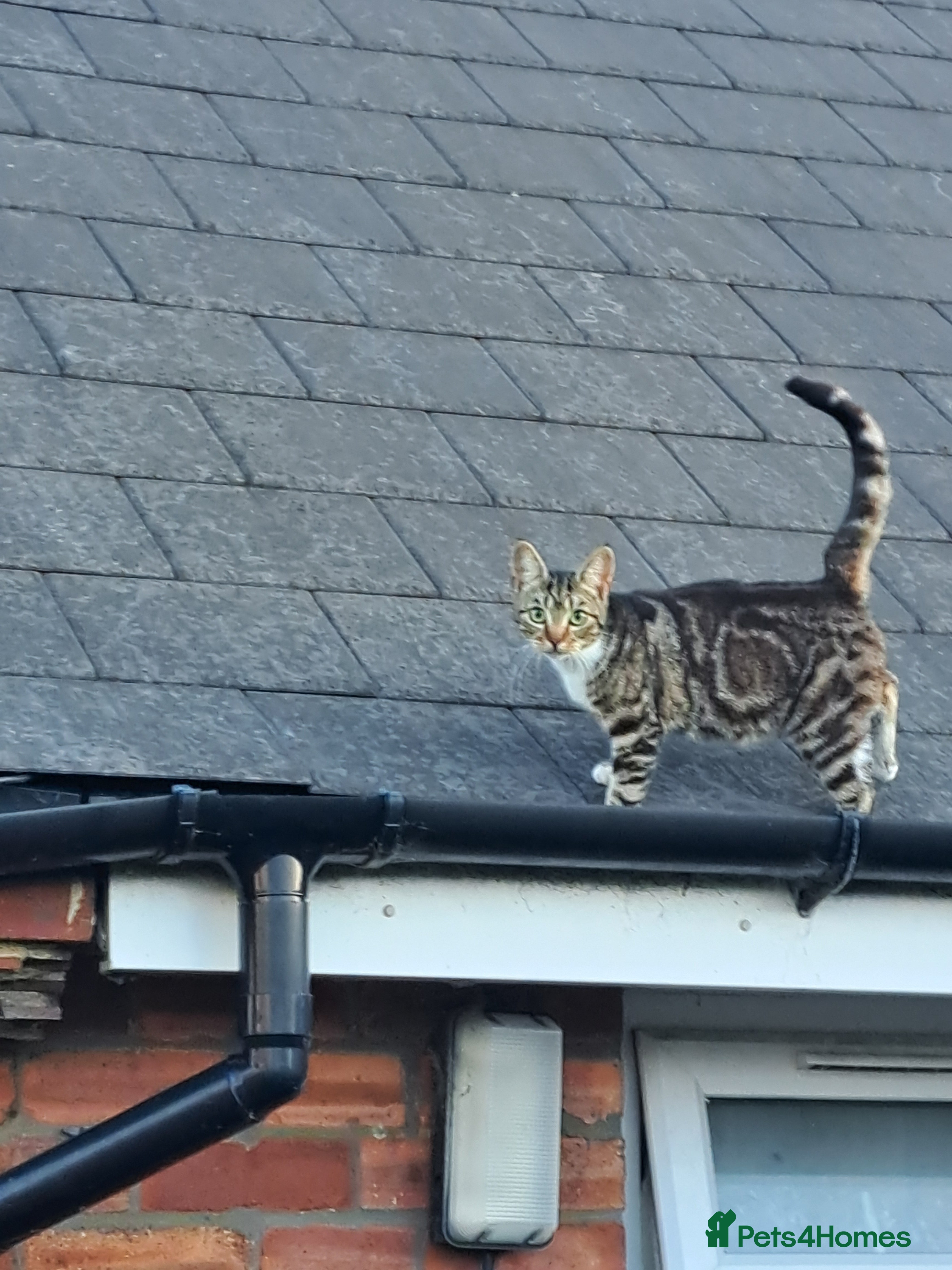 British Shorthair cats 2 brothers ready for there new journeys  - Advert 2