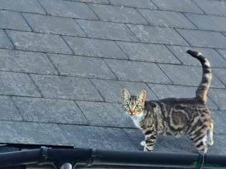 British Shorthair cats 2 brothers ready for there new journeys - Advert 7