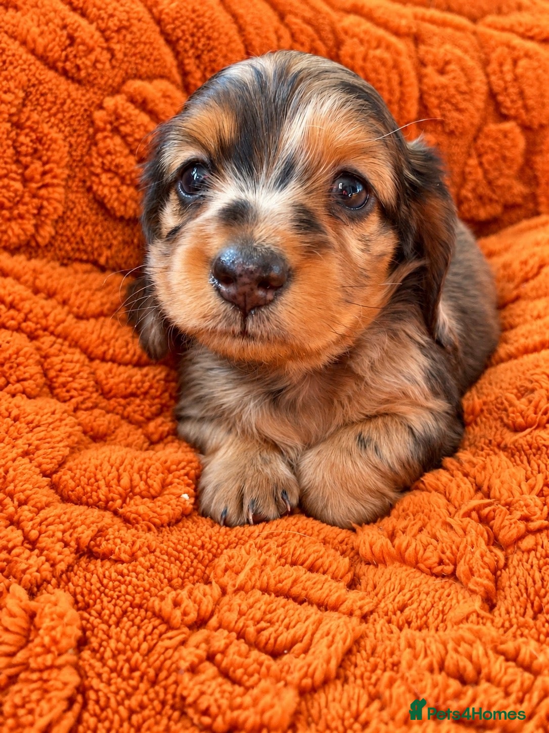 Miniature Dachshund dogs Miniature Dachshund Puppies Longhaired  - Advert 9