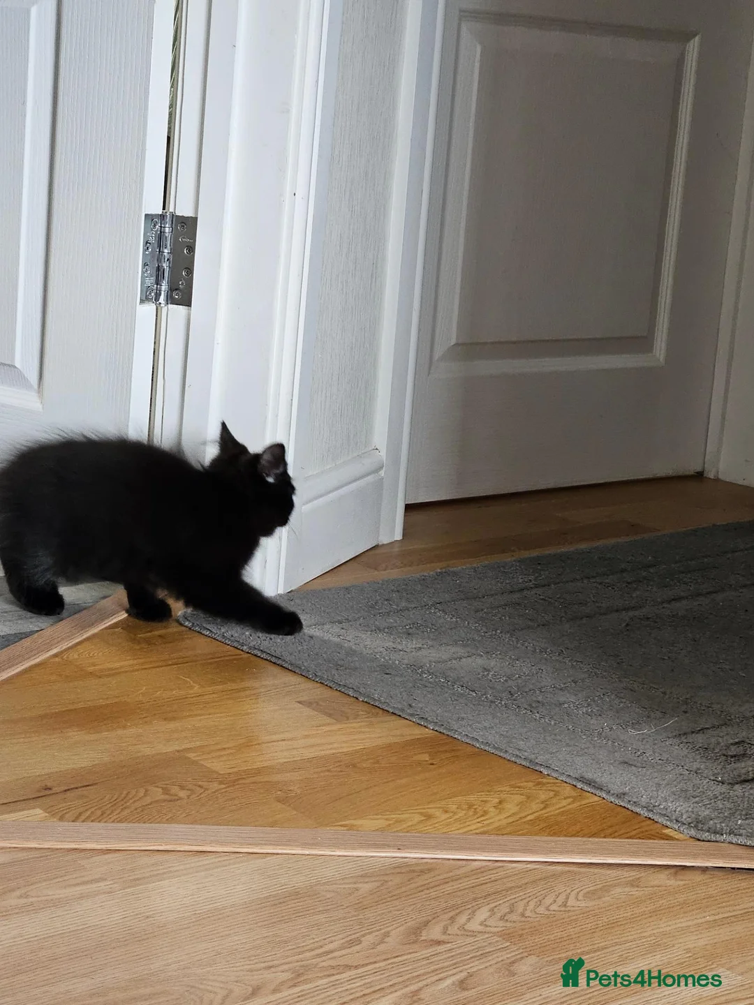 Mixed Breed cats for sale: Kitten looking for new home.  in Dartford - Advert 2