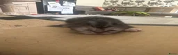 Persian cats for sale: 4 stunning pure Persian chinchilla kittens  - Advert 2