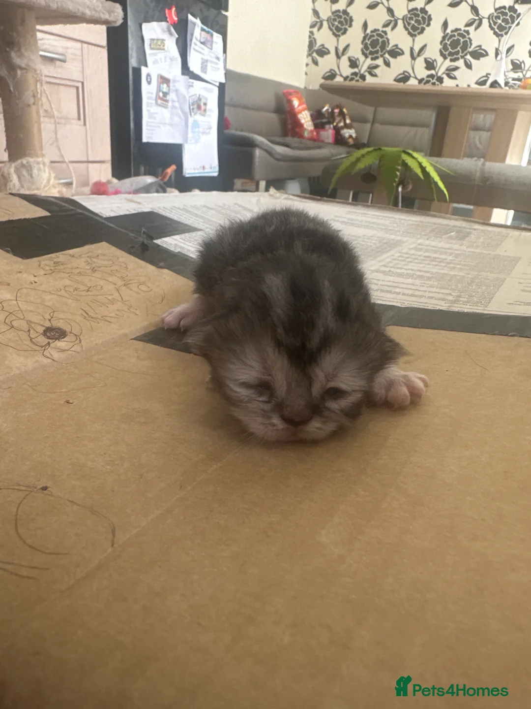 Persian cats for sale: 4 stunning pure Persian chinchilla kittens  - Advert 2