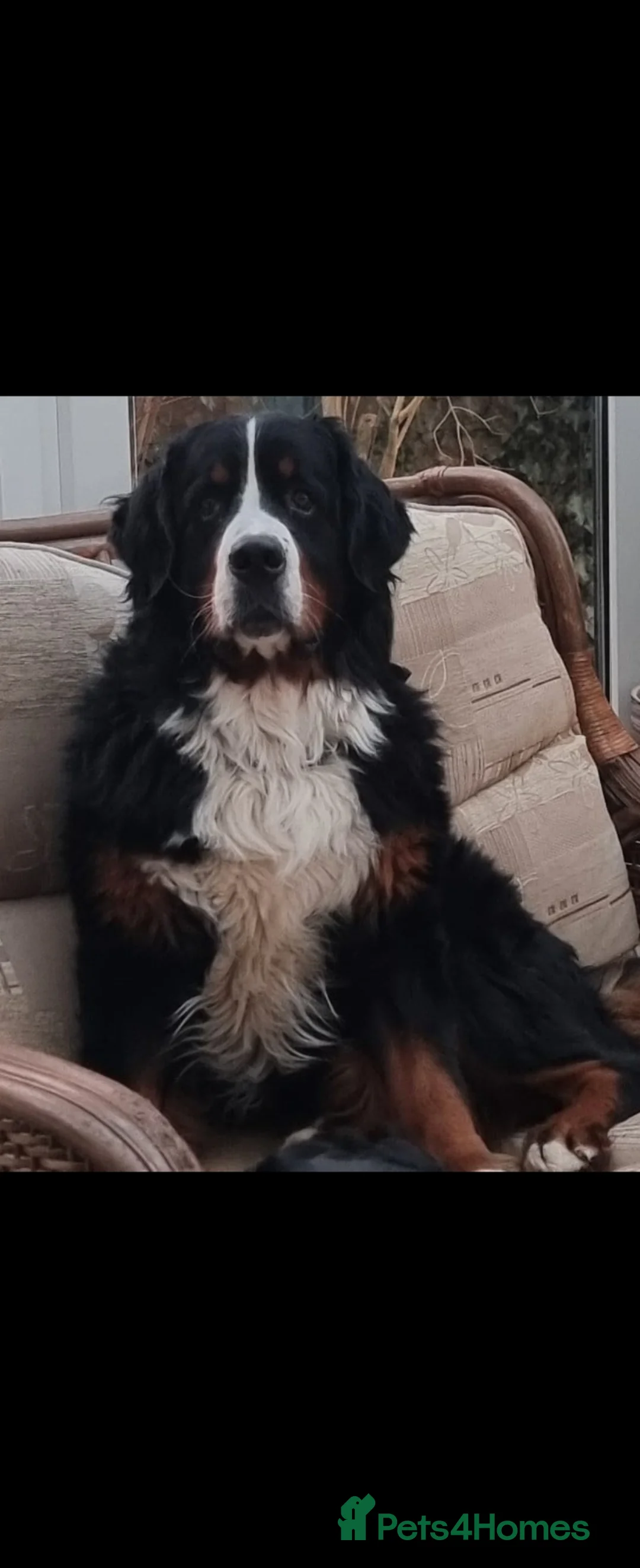 Bernese Mountain Dog dogs for stud: Stud Dog - Bernese Mountain (KC registered) in Ipswich - Advert 1