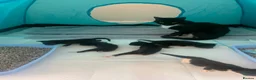 Mixed Breed cats for sale: Gorgeous little tuxedo kittens - Advert 8