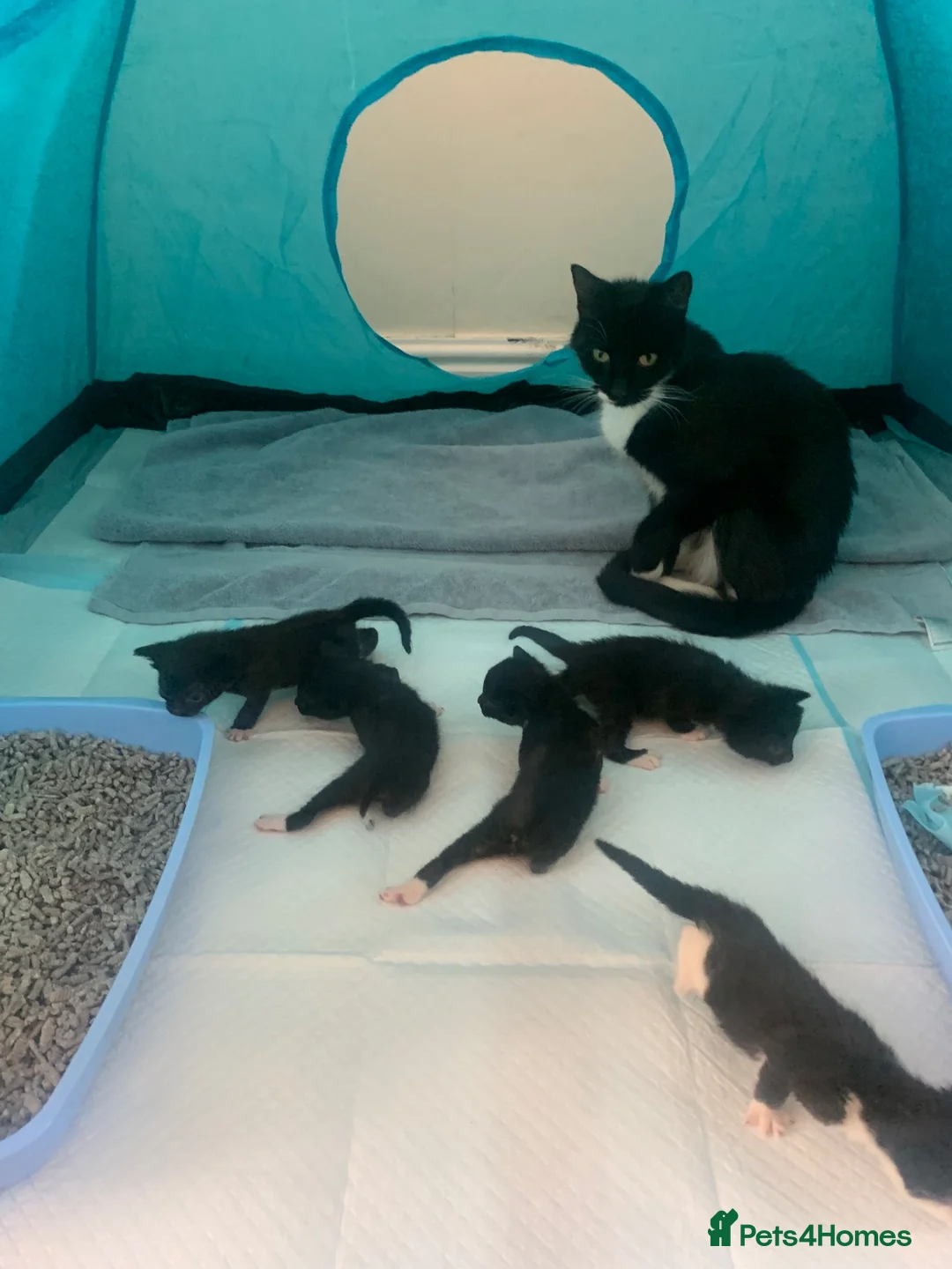 Mixed Breed cats for sale: Gorgeous little tuxedo kittens - Advert 8