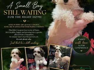 Cavapoo dogs One beautiful cavapoo boy - Advert 1
