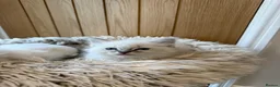 Ragdoll cats for sale: Beautiful Pure-bred Ragdoll Kittens  - Advert 14