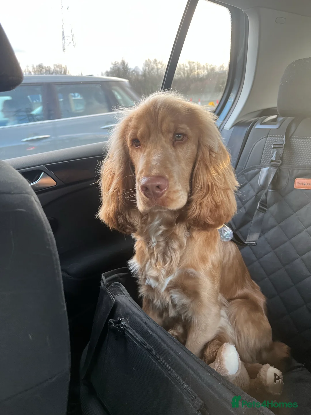 Cocker Spaniel dogs for stud: PROVEN STUD 100% show cocker, KC REG, Clear health in Tonbridge - Advert 10