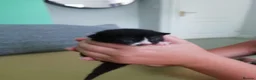 Mixed Breed cats for sale: Kittens - Advert 11