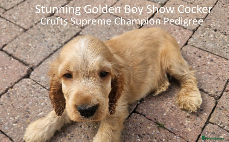 Cocker Spaniel dogs for sale in Stoke-on-Trent - Advert 6