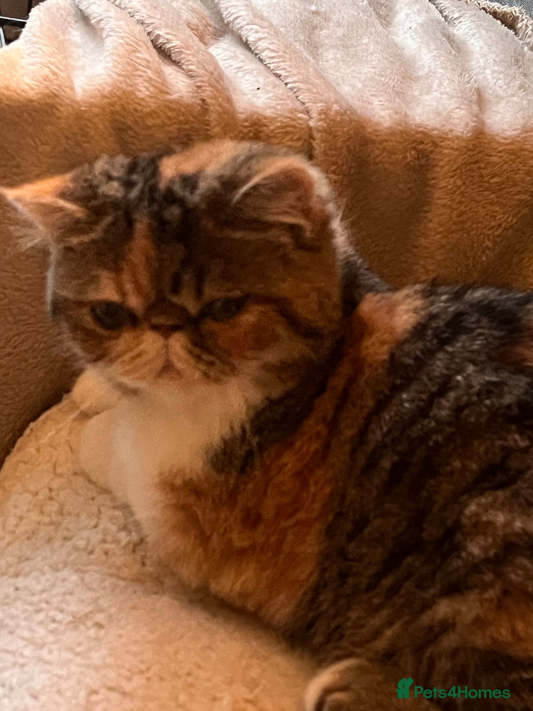 Exotic cats for sale: GCCF ACTIVE REGISTERED EXOTIC FEMALE  - Image 2