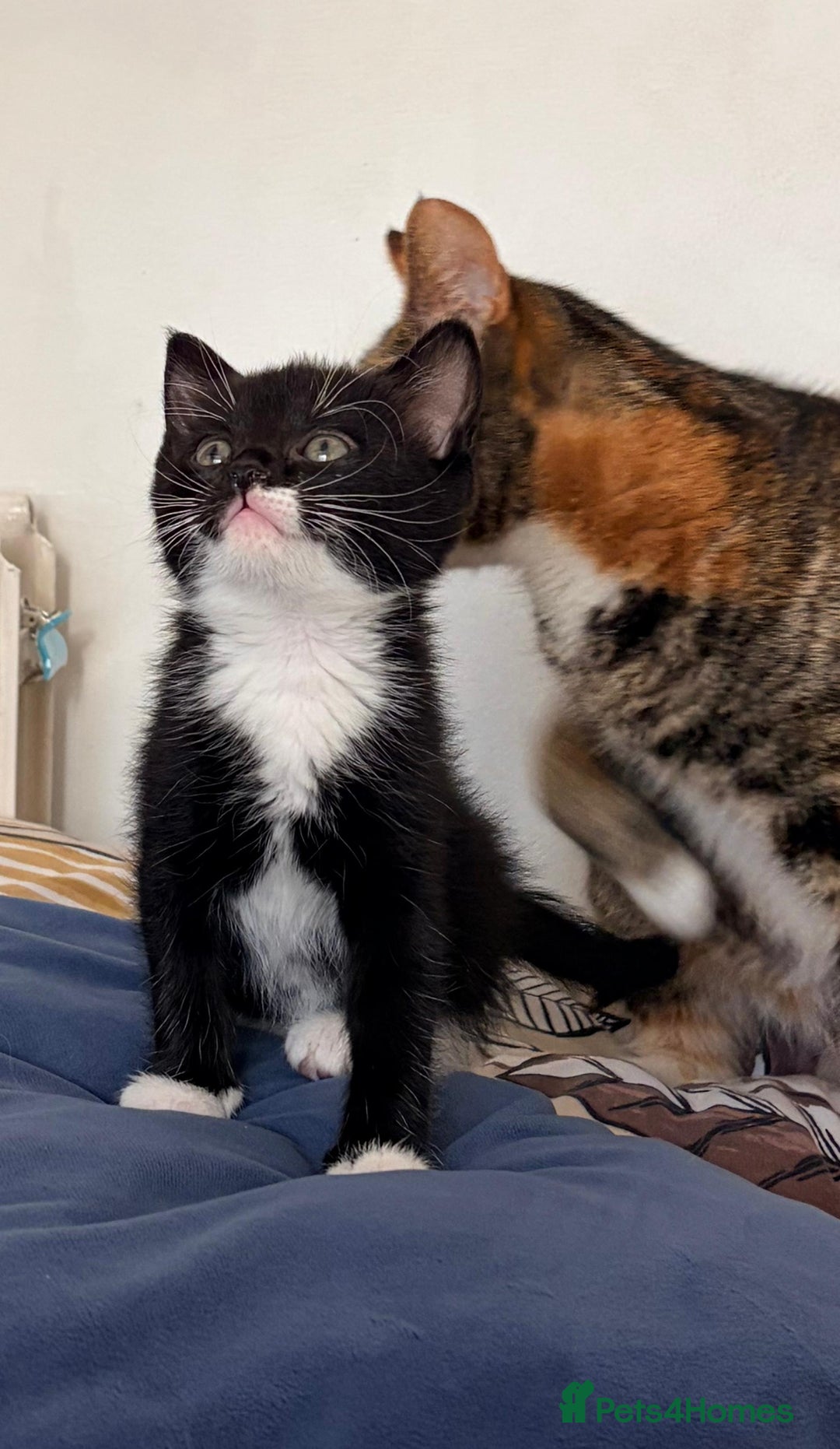 Mixed Breed cats for sale: Lovely kittens  - Advert 5