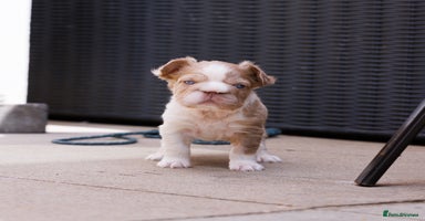French Bulldog dogs - Advert 5