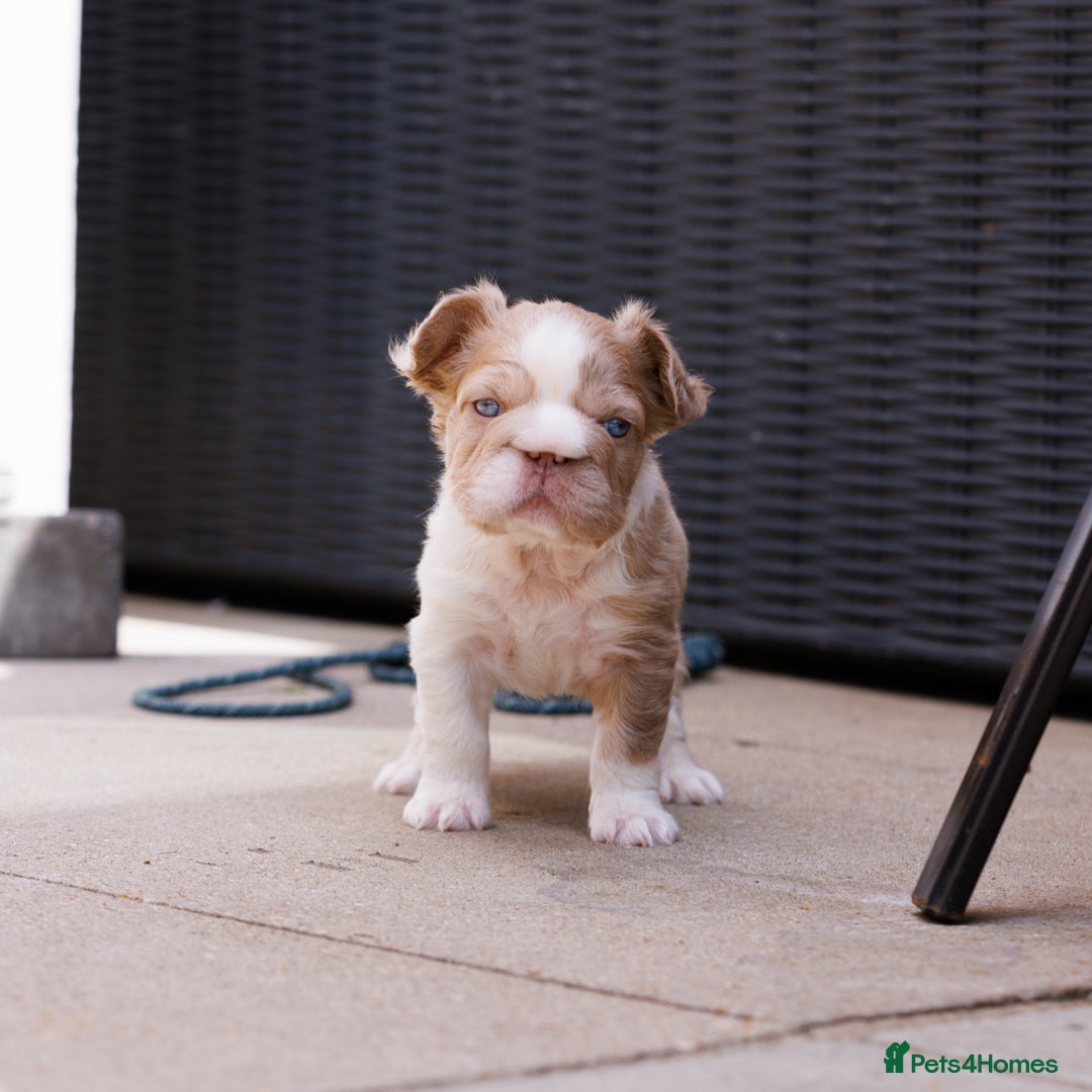 French Bulldog dogs for sale: Fluffy frenchies  - Image 2