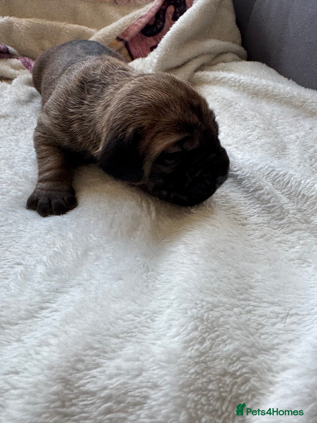 Cane Corso dogs for sale: 6 beautiful cane Corso puppies  - Advert 16