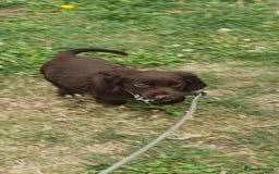 Cocker Spaniel dogs for sale: Kc registered cocker spaniel puppies - Image 2