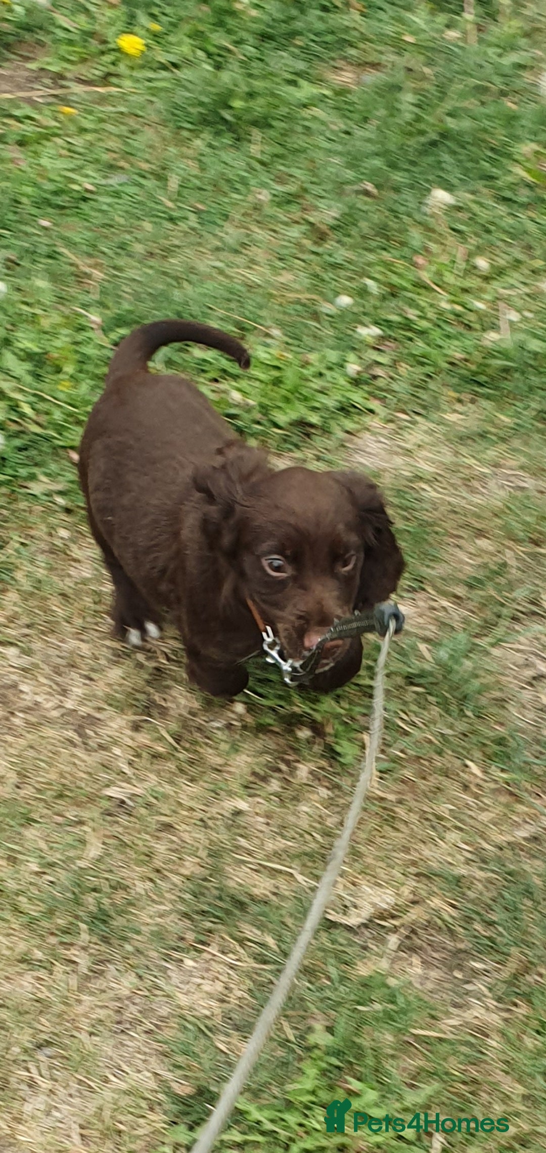 Cocker Spaniel dogs for sale: Kc registered cocker spaniel puppies - Image 2
