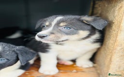 Border Collie dogs for sale: Gorgeous border collie puppies  - Image 8