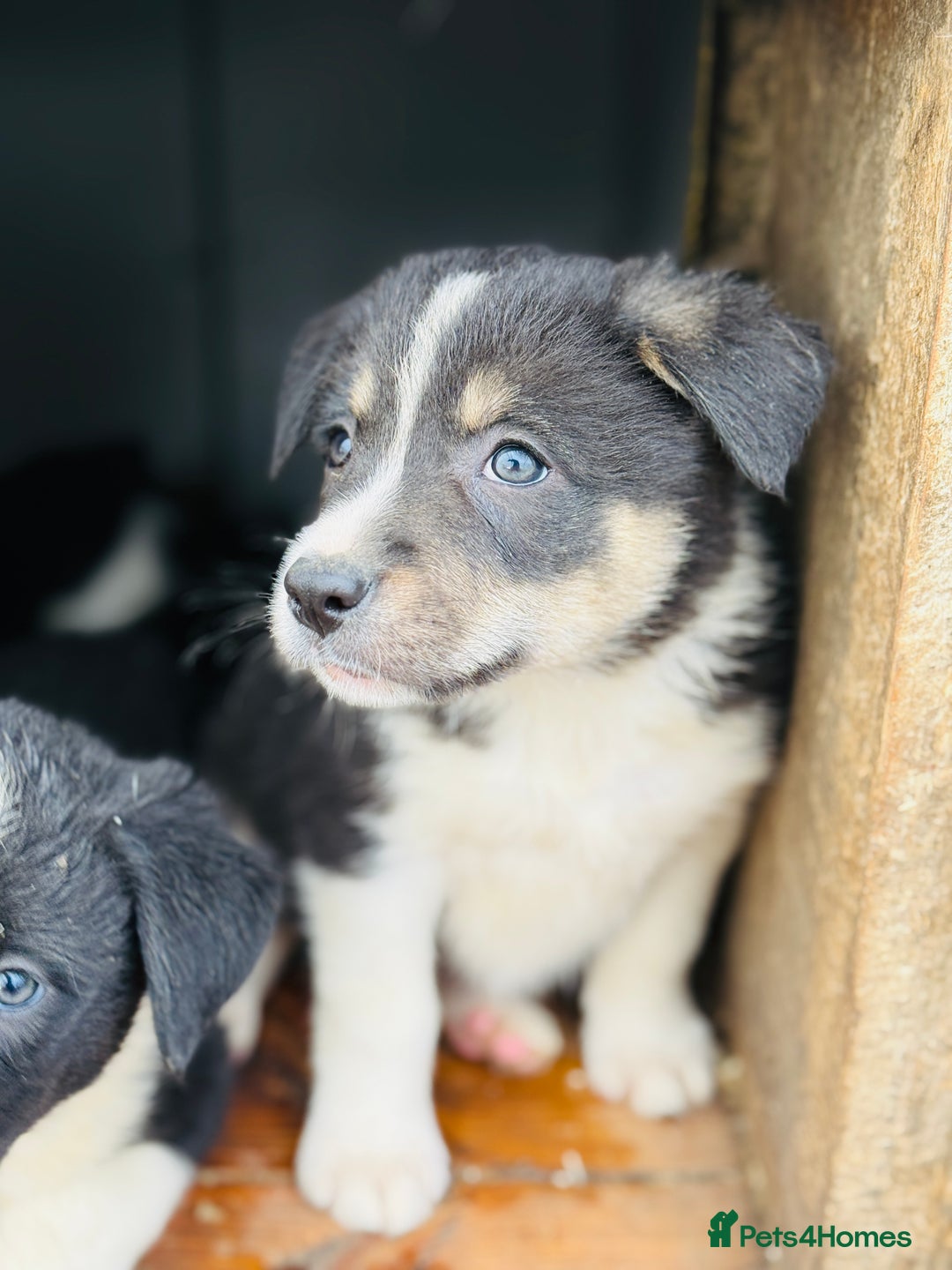 Border Collie dogs for sale: Gorgeous border collie puppies  - Image 8